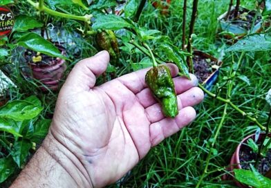 Bhut Jolokia Chocolate 1