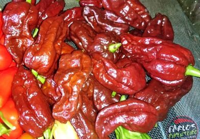 Bhut Jolokia Chocolate 2