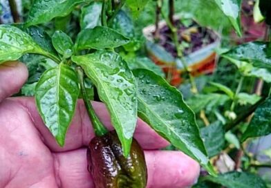 Bhut Jolokia Chocolate 3