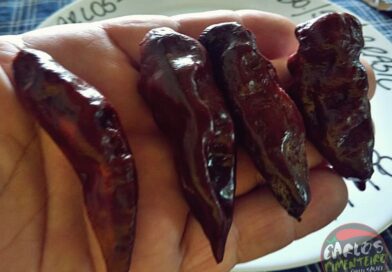 Bhut Jolokia Chocolate 5