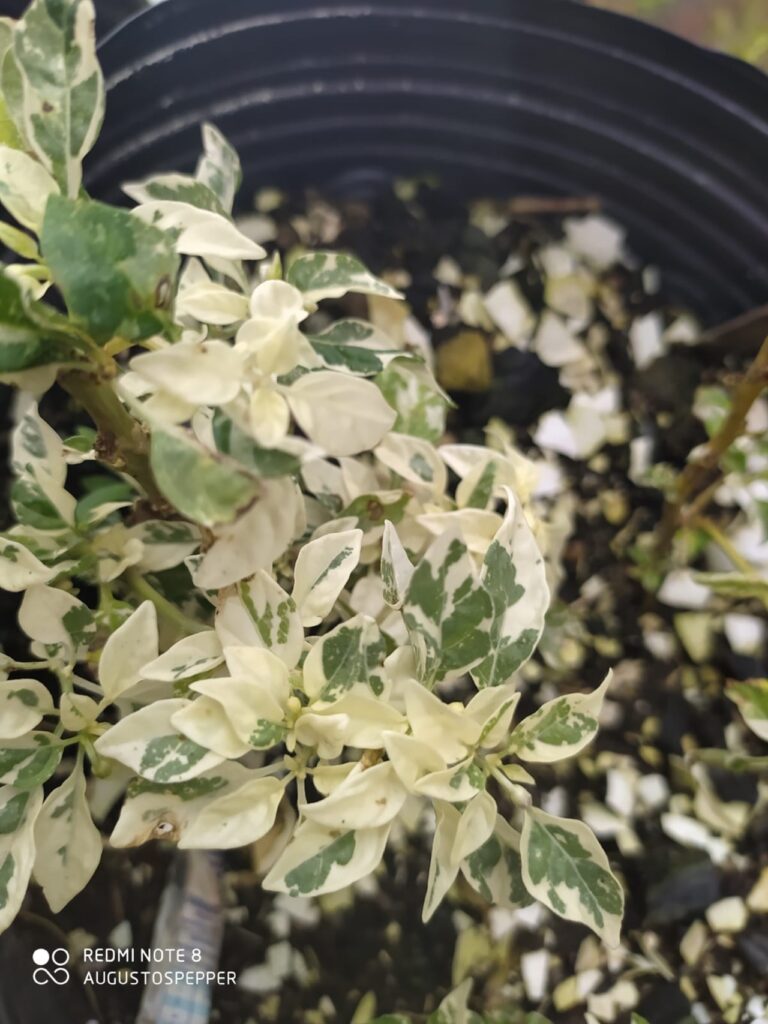 variegada_7