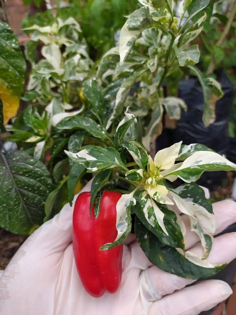 variegada_8